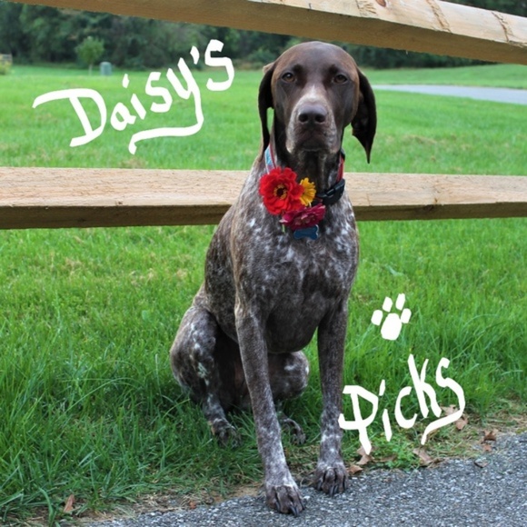 Fashion Hound Dog Black Gold Silver - Picture 4 of 4